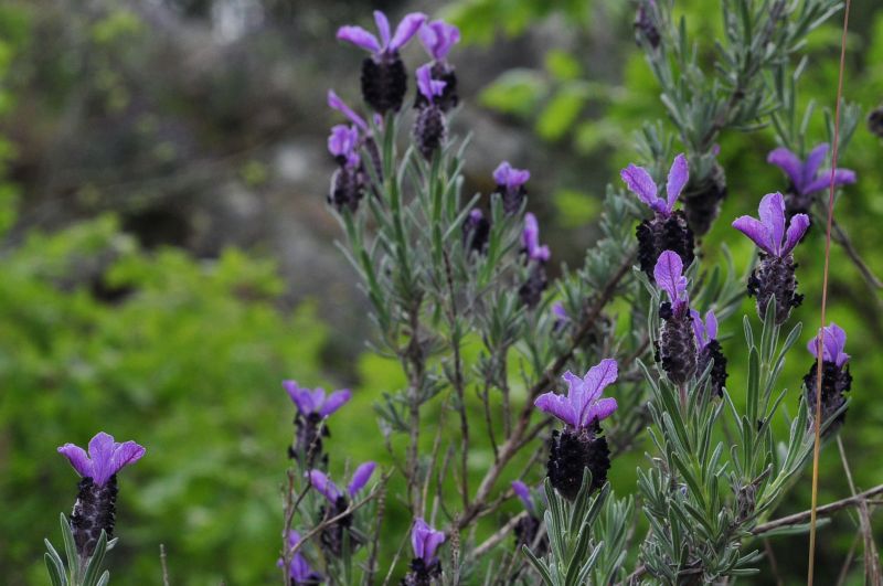 Lavandula stoechas, lavanda selvatica